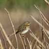 pipit farlouse-8478